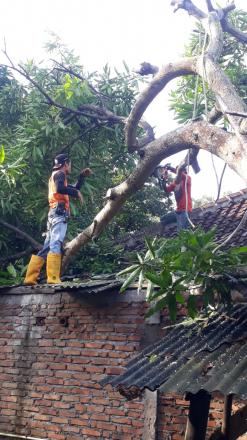 FPRB Mitigasi Penebangan Pohon Mangga, Rumpun Bambu dan Pohon Nangka Tumbang