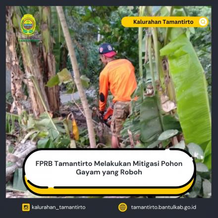 FPRB Tamantirto Melakukan Mitigasi Pohon Gayam yang Roboh